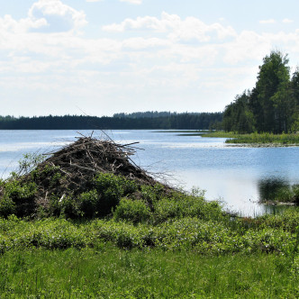 Kopra pesa Meelva järve ääres